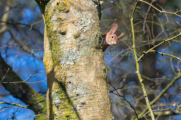 Red Squirrel (Sciurus vulgaris) pauses to look around  as it mak