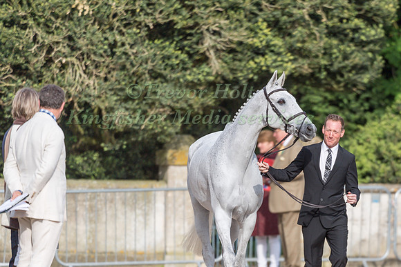 Oliver Townend (GBR) and Swallow Springs