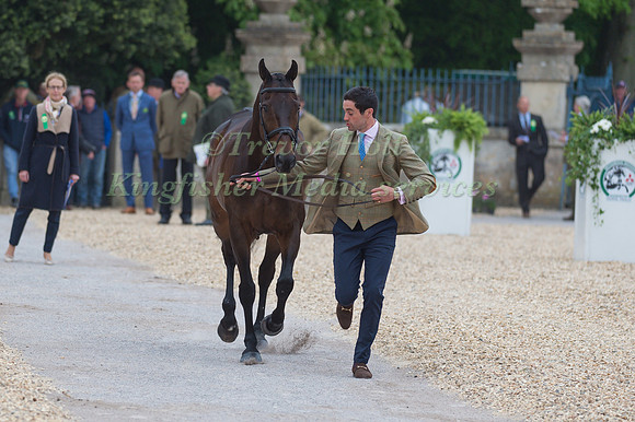 Ben Way (GBR) and Galley Light at the Final  Horse Inspection of the 2017 Mitsubishi Motors Badminton Horse Trials