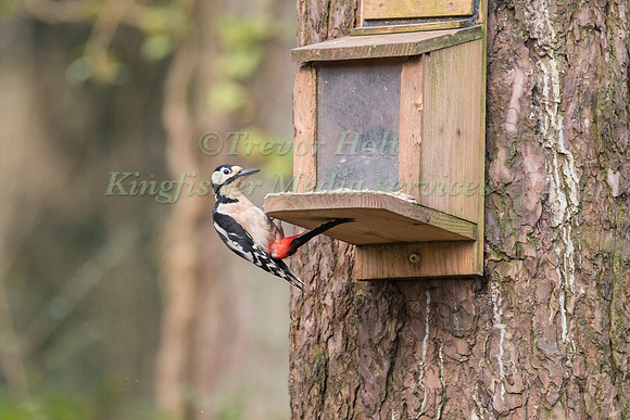 Greater Spotted Woodpecker (Dendrocopos major) perched on a feed