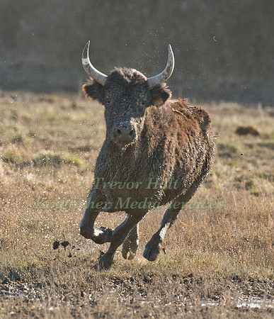 Camargue Bull