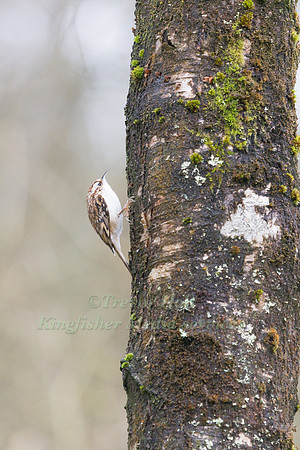 Treecreeper (Certhia familiaris) climbing up a branch in a woodl
