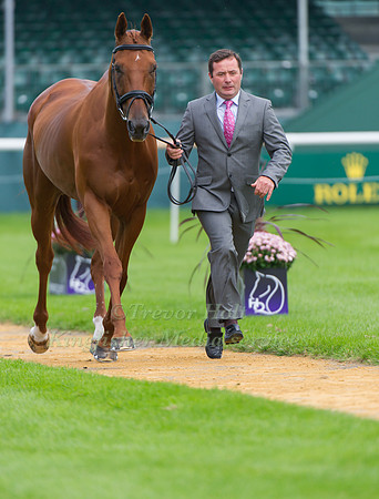 Michael Ryan (IRL) and Ballylynch Adventure at the 1st horse inspection