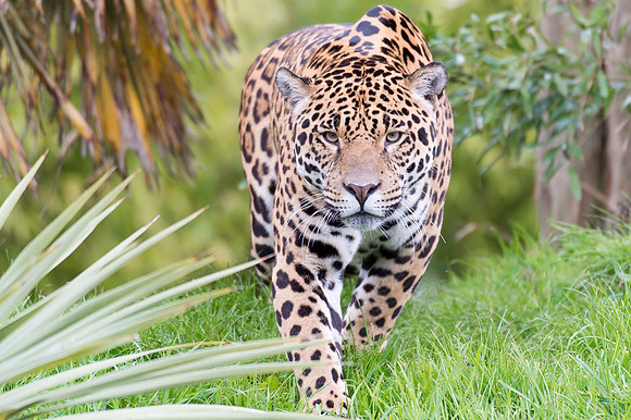 Jaguar