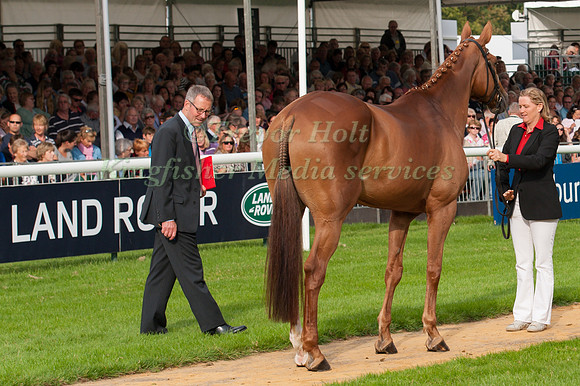 Karin Donckers (BEL) and Lamicell Unique at the 1st horse inspection