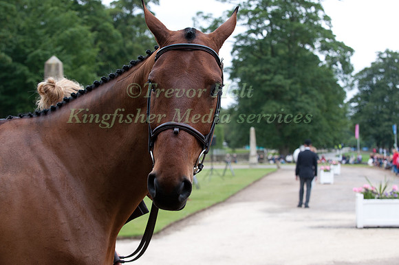 Waiting to Trot Up