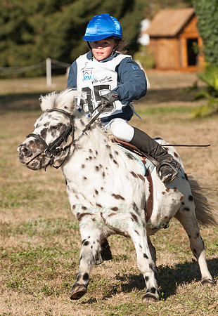 Shetland Pony Eventing