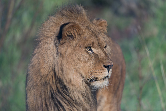 African Lion