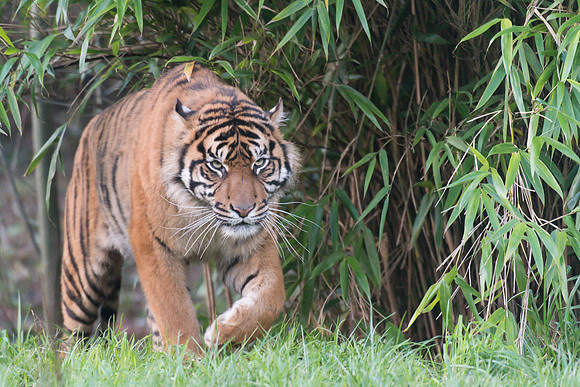 Sumatran Tiger