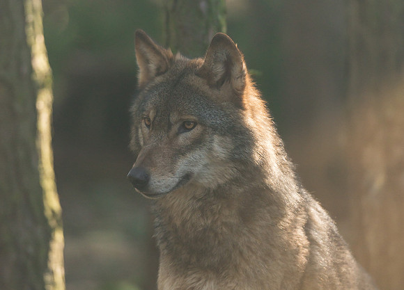 The Eurasian wolf (Canis lupus lupus)