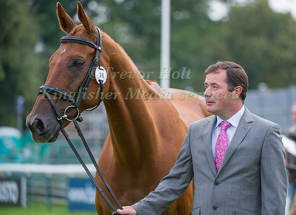 Michael Ryan (IRL) and Ballylynch Adventure at the 1st horse inspection