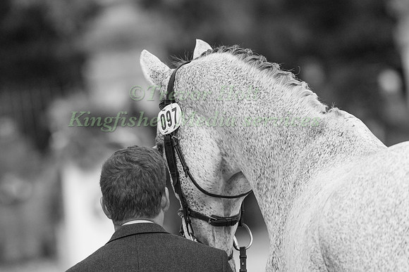 Oliver Townend (GBR) and  Ballaghmor Class