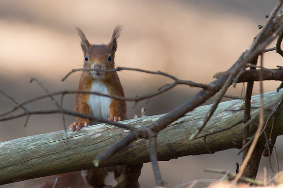 Red squirrel, Sciurus vulgaris