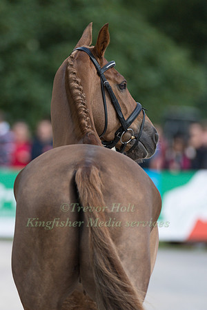 HALLTOWN HARLEY AT THE EQUI-TREK CCI *** FINAL HORSE INSPECTION OF THE 2017 BRAMHAM INTERNATIONAL HORSE TRIALS
