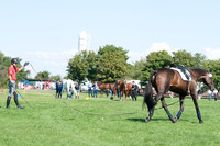 Peter Tomsen lunges Horseware's Cayenne
