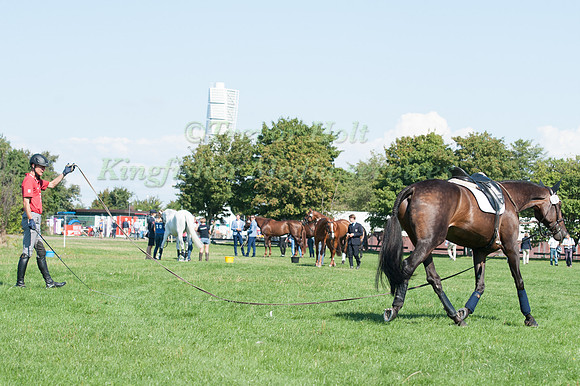 Peter Tomsen lunges Horseware's Cayenne