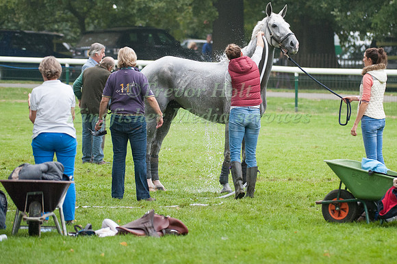 Washing Down Cossan Lad after the Cross Country