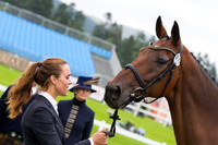 First Horse Inspection