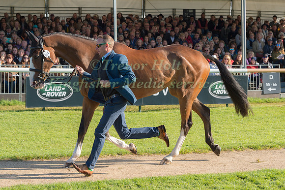 MICHAEL OWEN (GBR) AND BRADELEY LAW