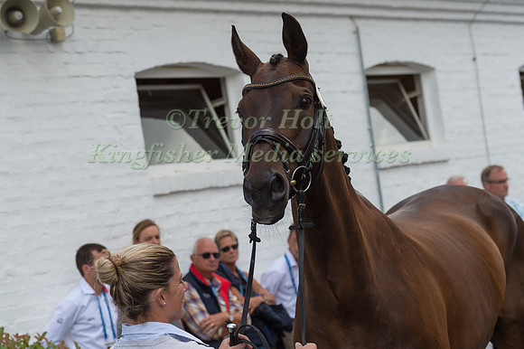 JOSEFA SOMMER (GER) AND HAMILTON 24