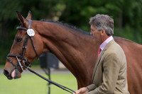 ANDREW  NICHOLSON (NZL) AND BYRNESGROVE FIRST DIAMOND AT THE EQUI-TREK CCI *** FINAL HORSE INSPECTION OF THE 2017 BRAMHAM INTERNATIONAL HORSE TRIALS