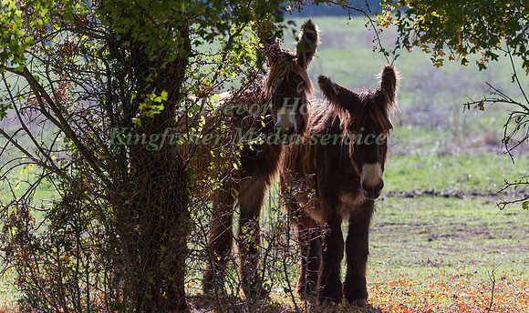 poitou donkey