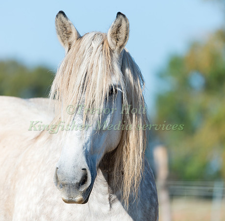 Poitivin Horse