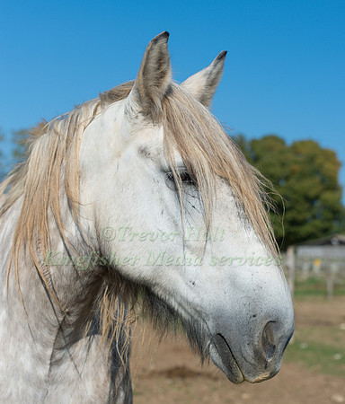 Poitivin Horse