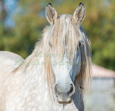 Poitivin Horse