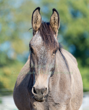 Poitivin Horse