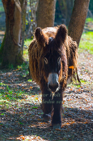 poitou donkey