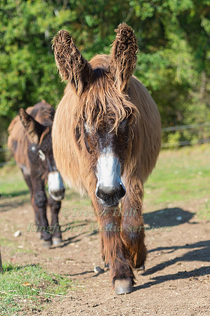 poitou donkey