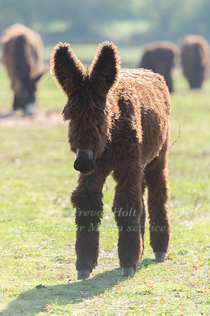 poitou donkey