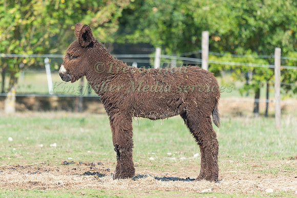 poitou donkey