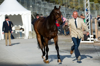 Elmar Lesch of Germany and Lanzelot  113