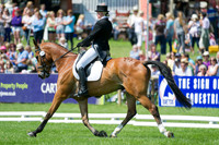 Roo Fox and The Dutch Horse