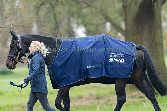 CHABADU BEING LED BACK TO STABLE AFTER DRESSAGE
