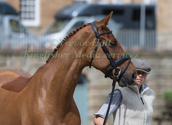 JEANETTE BRAKEWELL (GBR) AND FOREVER RED AT THE EQUI-TREK CCI *** FINAL HORSE INSPECTION OF THE 2017 BRAMHAM INTERNATIONAL HORSE TRIALS