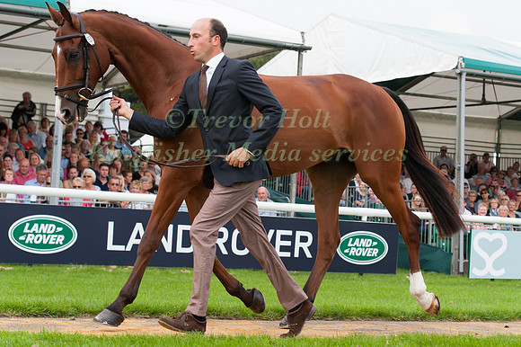 Tim Price (NZL) and Ringwood Sky Boyat the 1st horse inspection