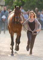 First Horse Inspection