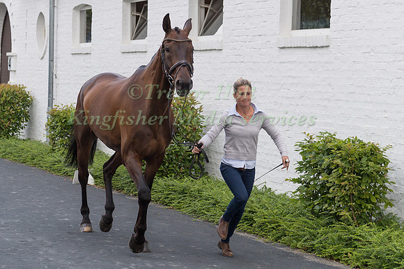 JOSEFA SOMMER (GER) AND HAMILTON 24-3