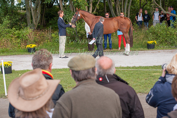 William Fox-Pitt and Chilli Morning