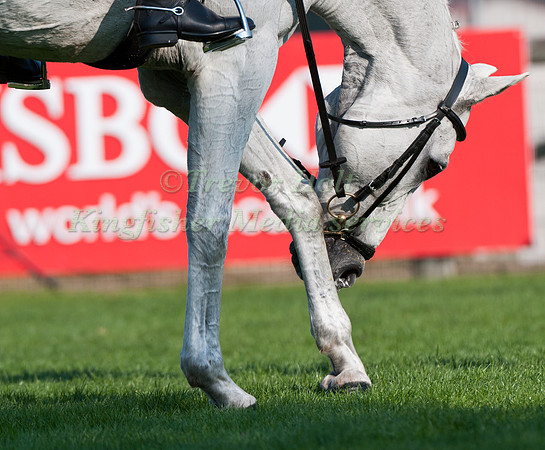 Horse relaxing after Dressage