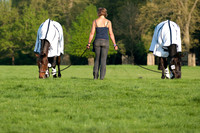 Opposition Buzz & Bee Diplomatic with Groom
