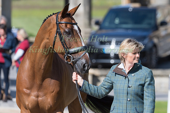 POLLY STOCKTON (GBR) AND MISTER MACCONDY