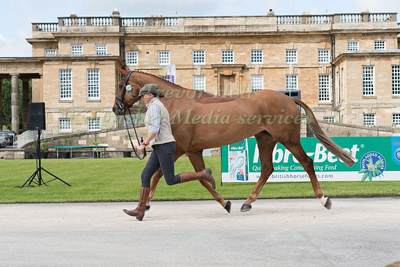 JEANETTE BRAKEWELL (GBR) AND FOREVER RED AT THE EQUI-TREK CCI *** FINAL HORSE INSPECTION OF THE 2017 BRAMHAM INTERNATIONAL HORSE TRIALS