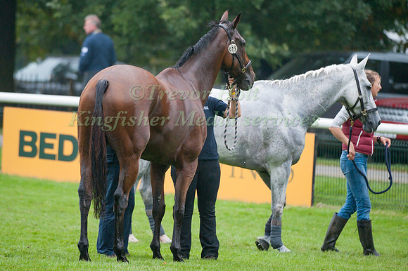 Arctic Soul and Cossan lad in the Warm Down Area after competing in the Cross Country Phase