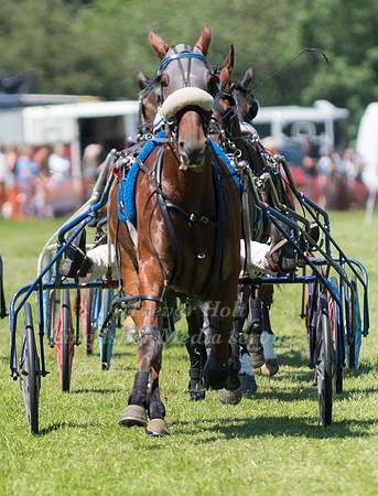 Harness racing at Helifield , Yorkshire