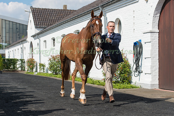 Matthew Brown (USA) and Super Socks BCF at the Horse inspection of the CICO Aachen 2016