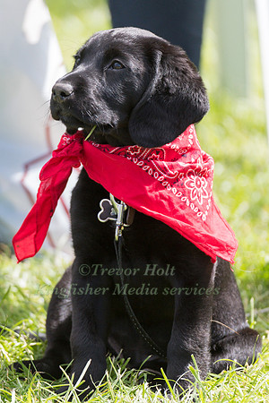 Labrador puppy with a red neckerchief